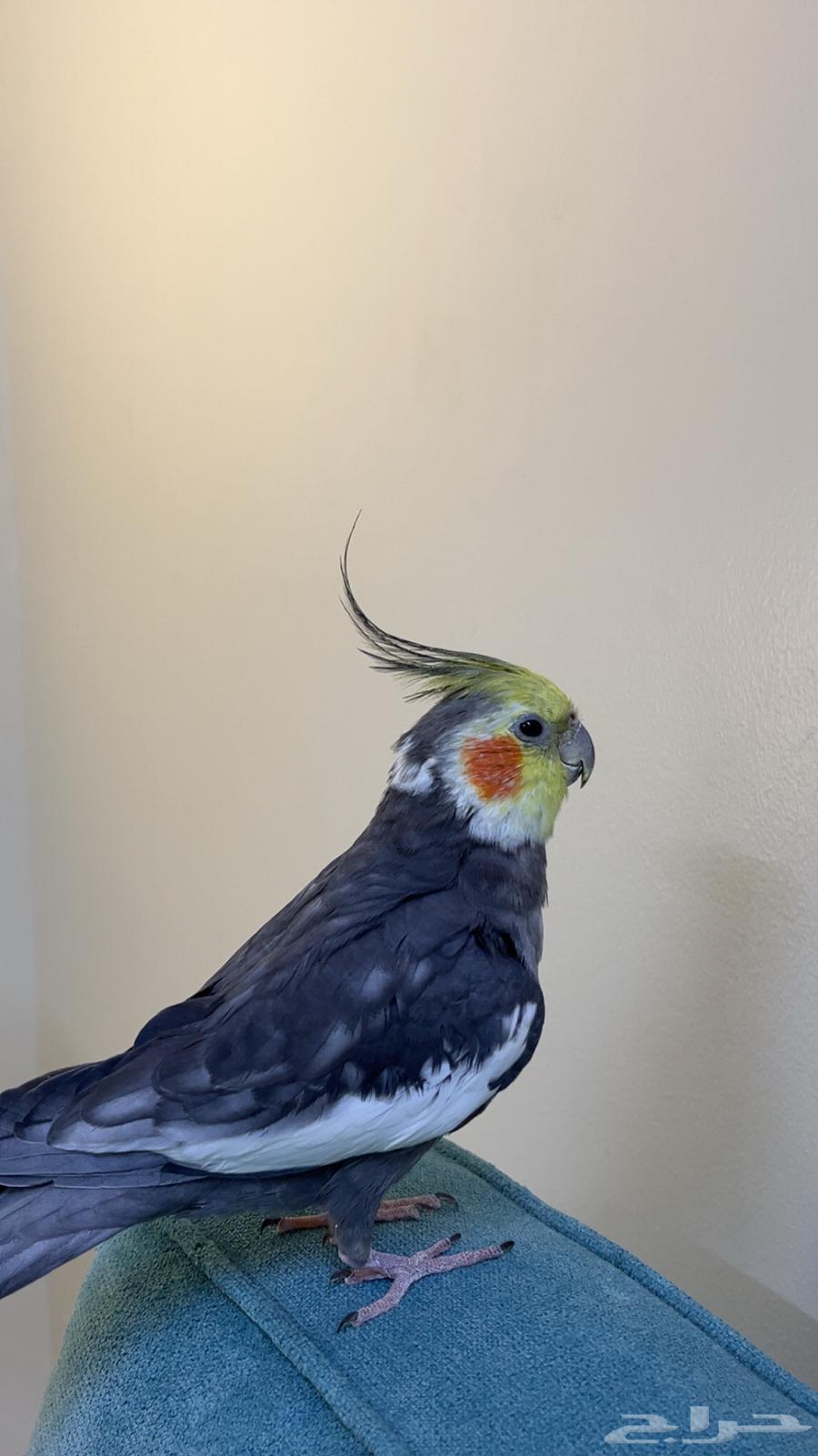 Crowan64362635008259110