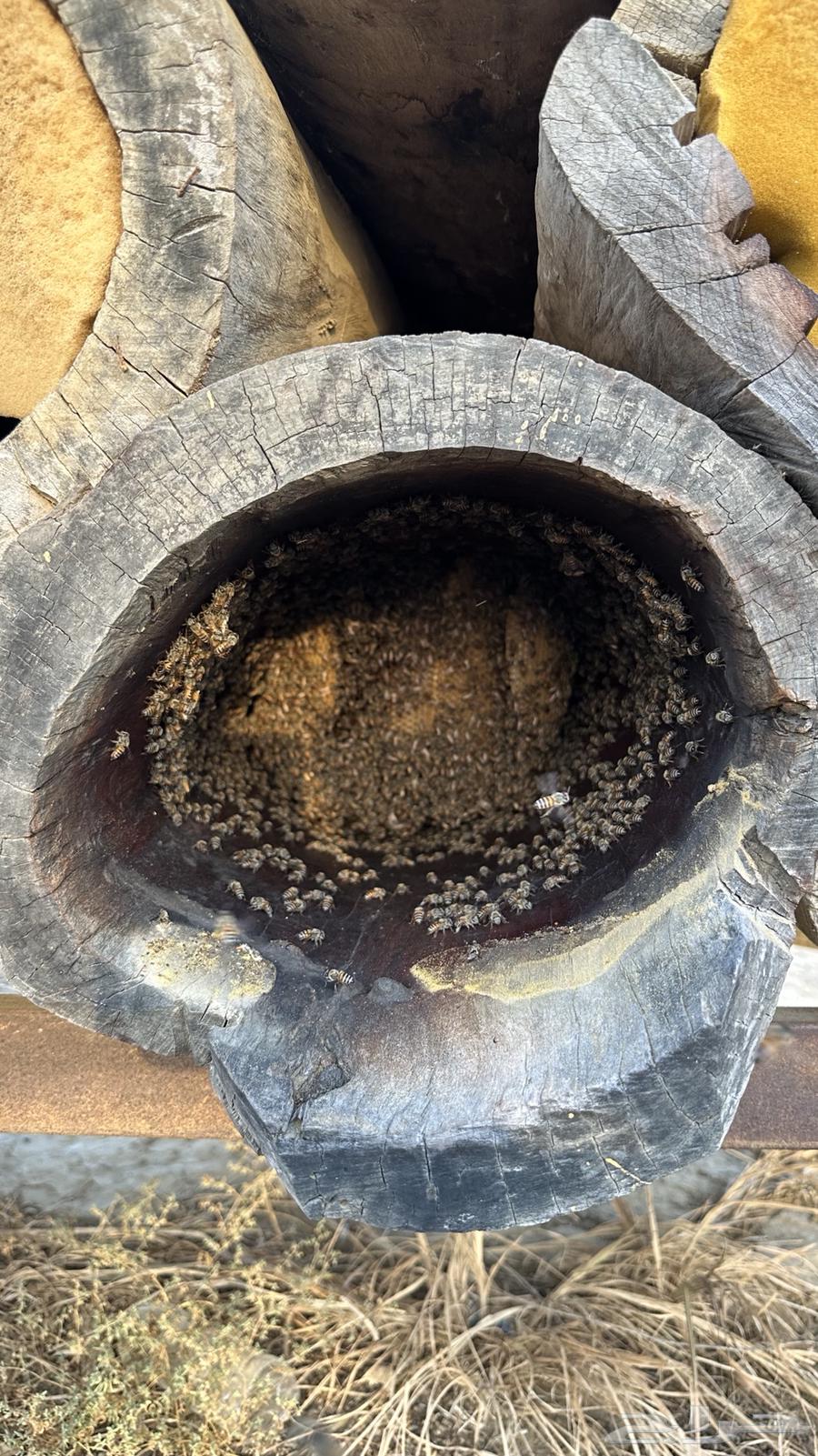 نحل للبيع64373063683587111