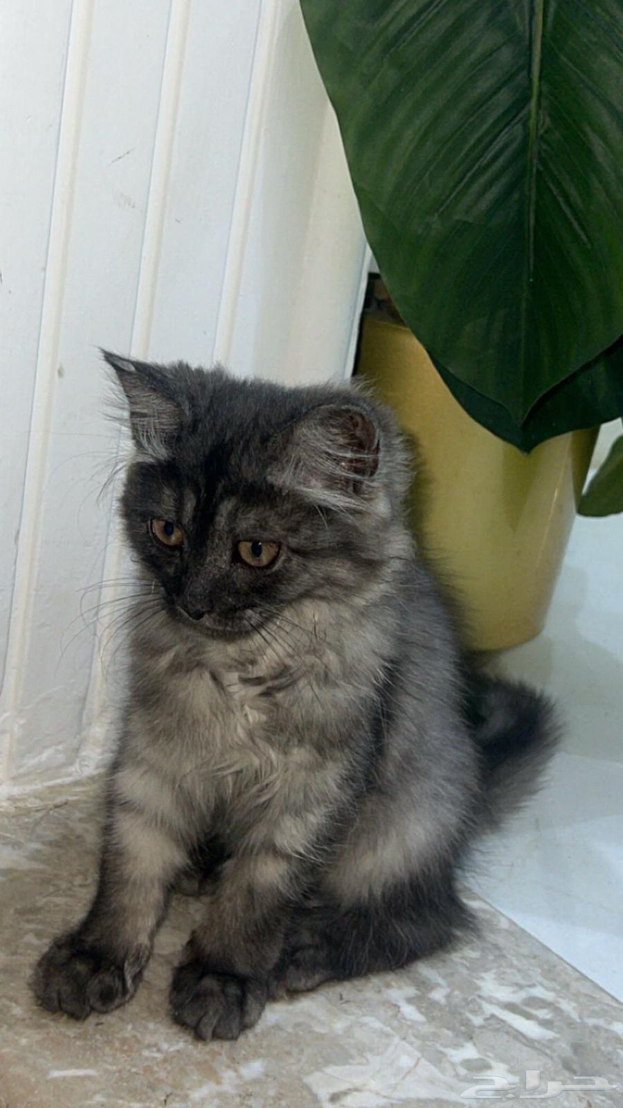 بسه للبيع64370655204737110