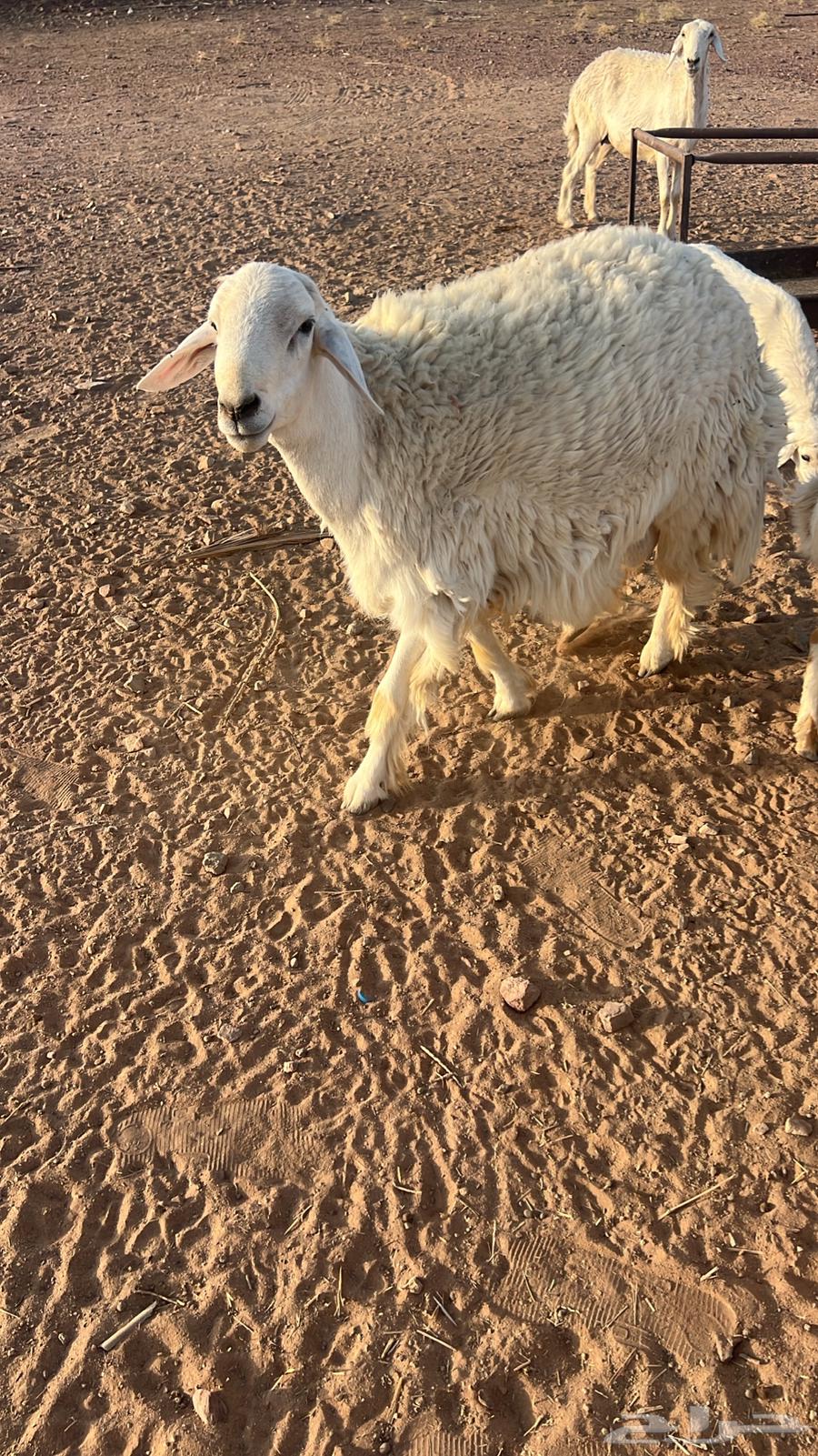 للبيع فحل حري64365572148099111