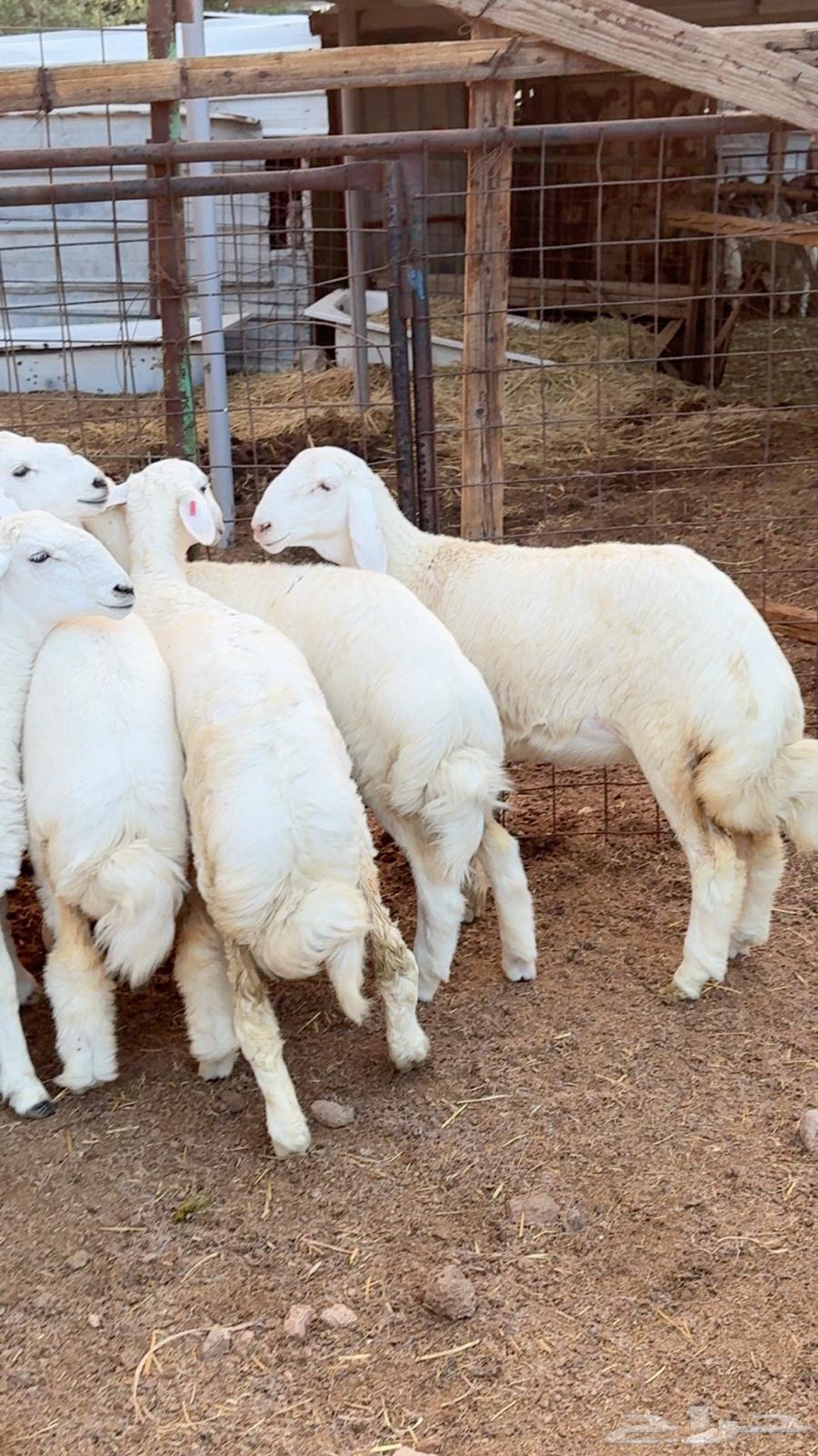 رخال صنف64366834231299114