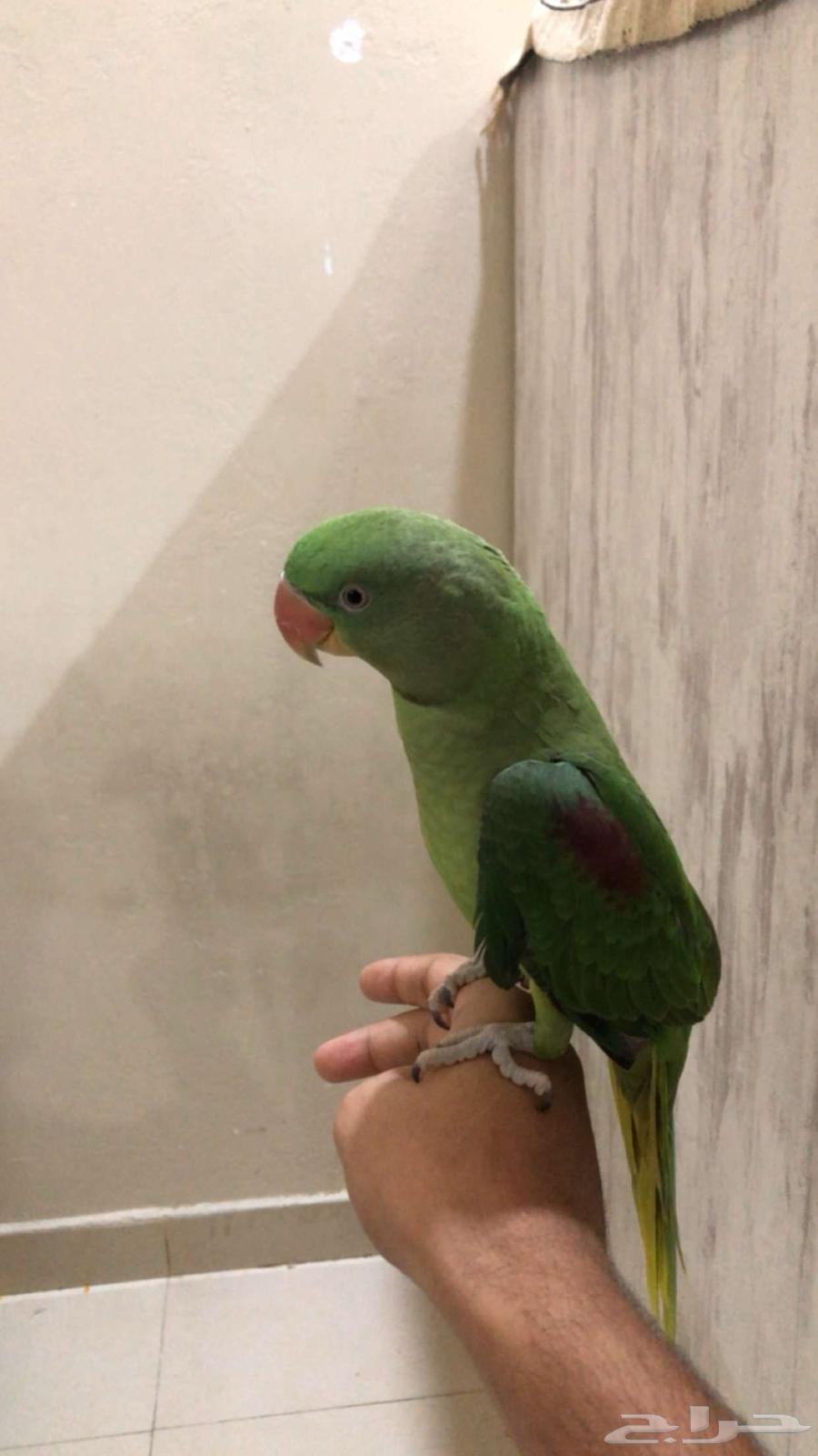 Bird64370986920705110