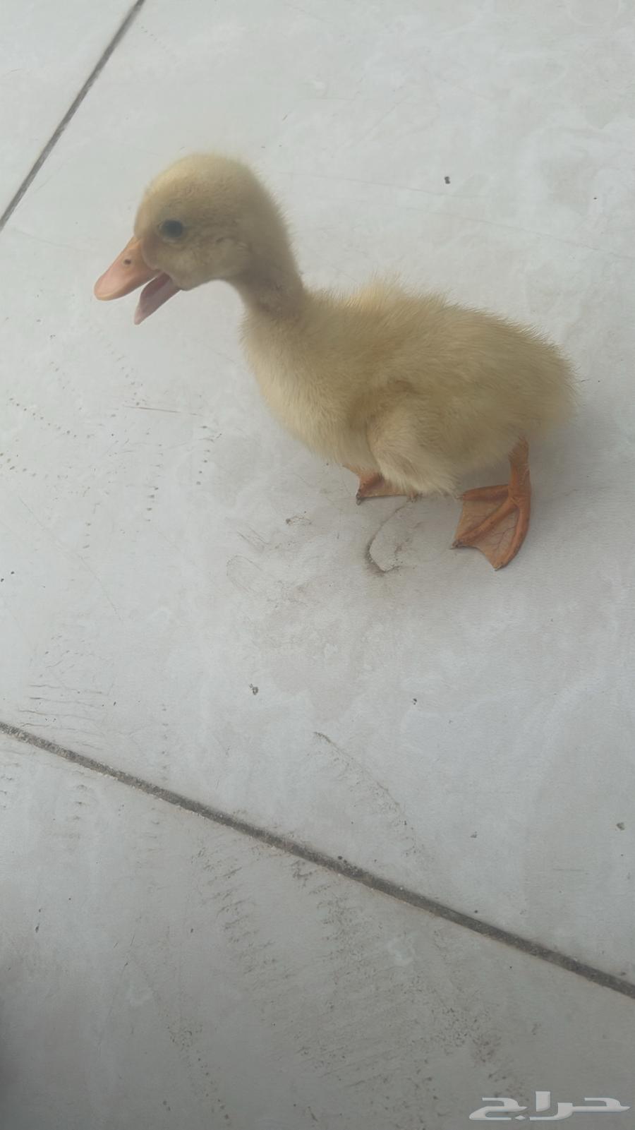 بط للبيع بط بكيني64372871548801113