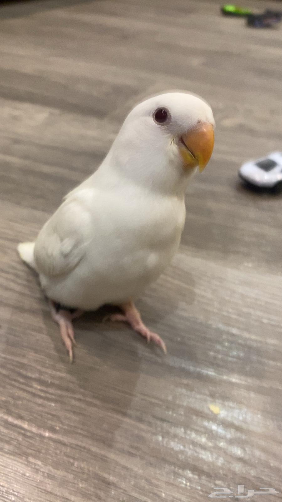 Bird of the day64374539587075110