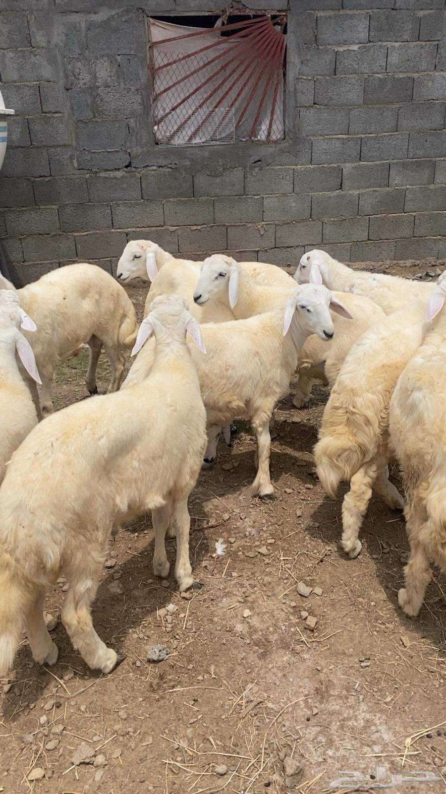 طليان للبيع تنومة64368207757313112