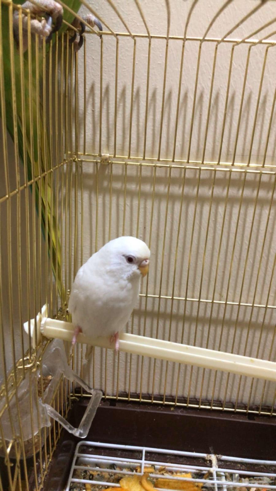 Bird64370986920705112