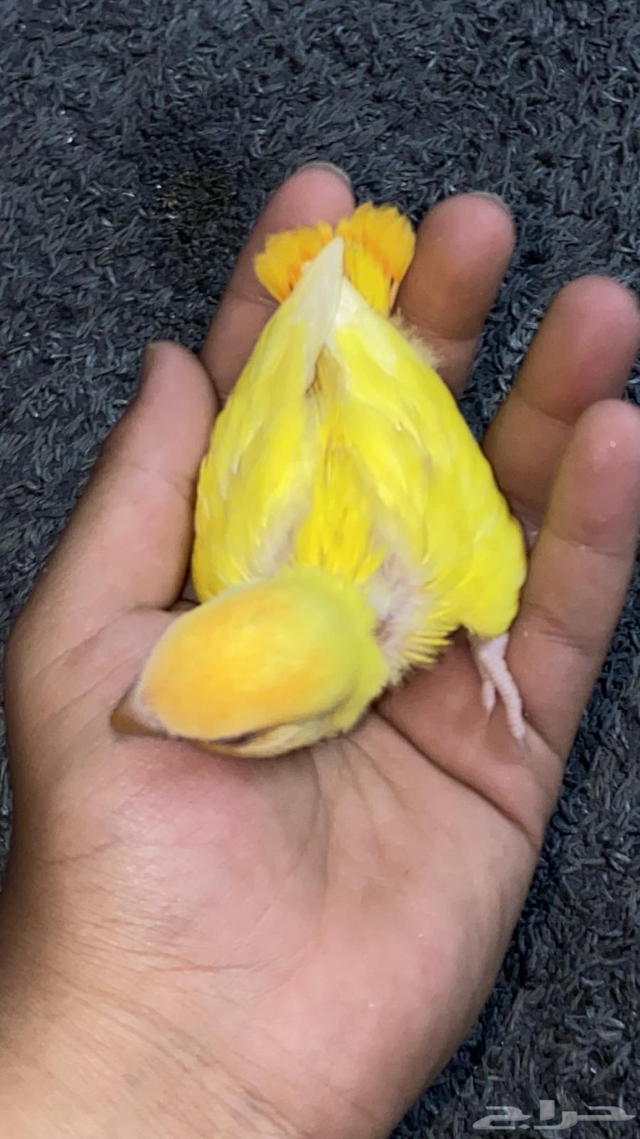 فرخ روز اليف جدا64372930735873112