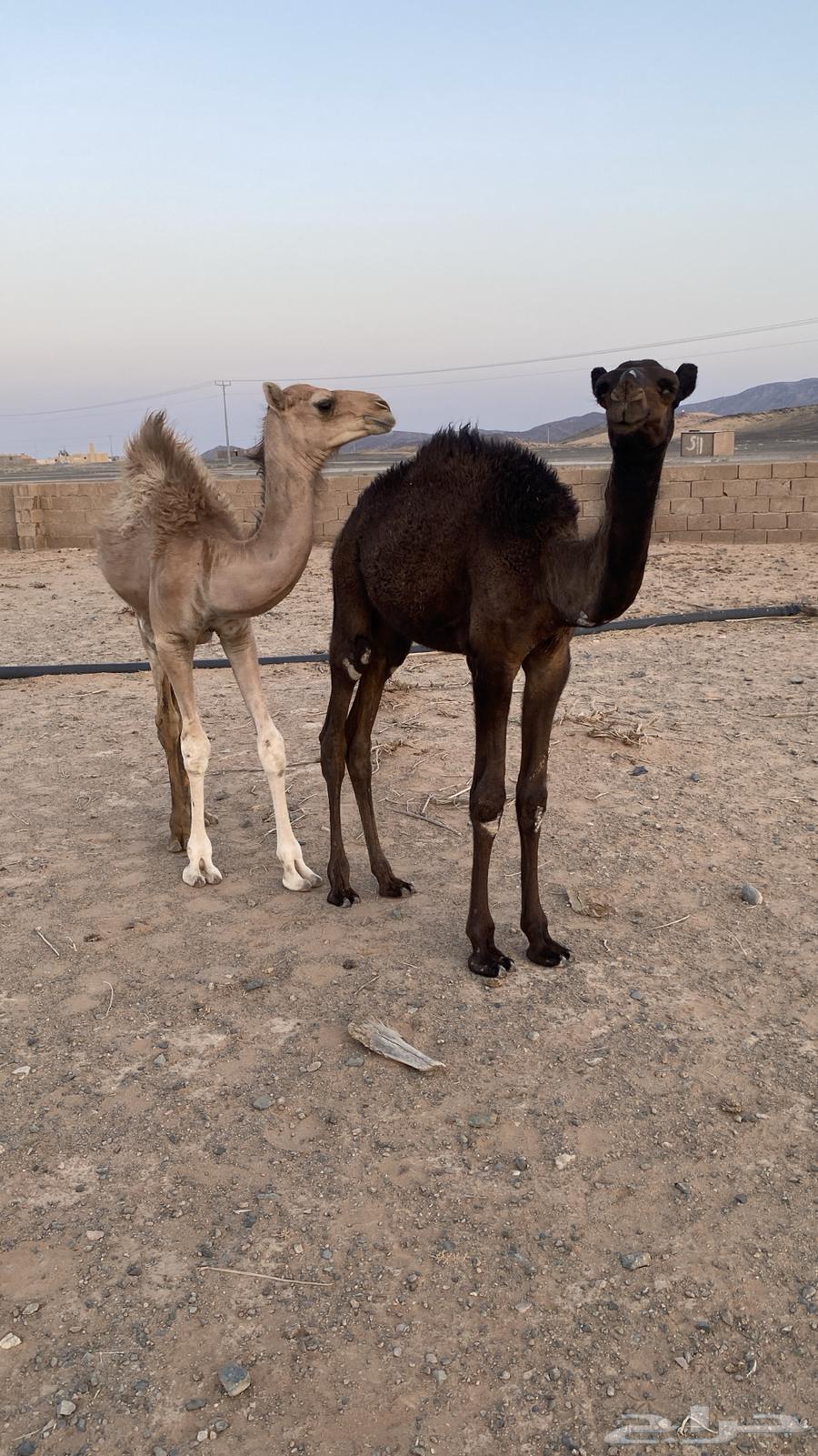 Qa3dan64372550549377112