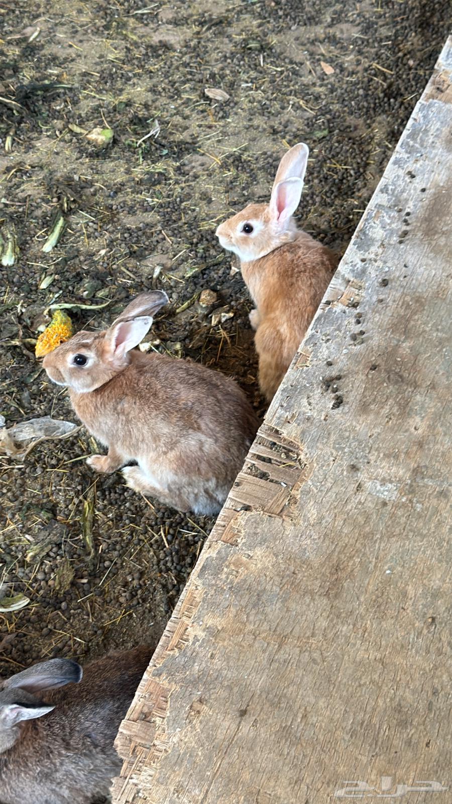 Rabbit64367435123586112