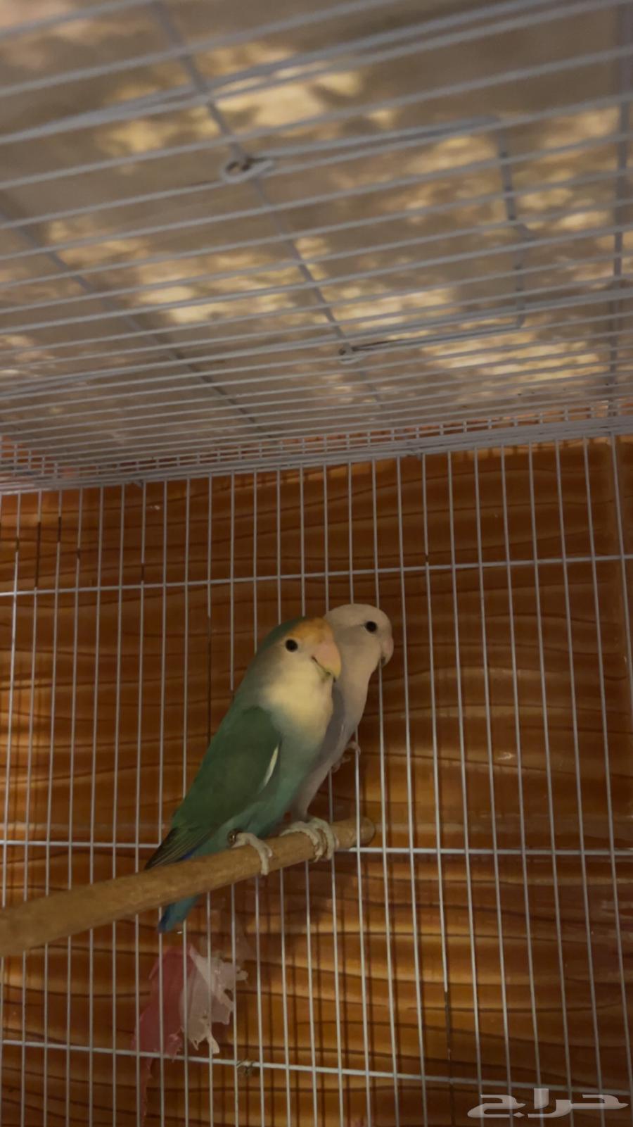 للبيع جوز روز منتج سابقاا64375678743297110