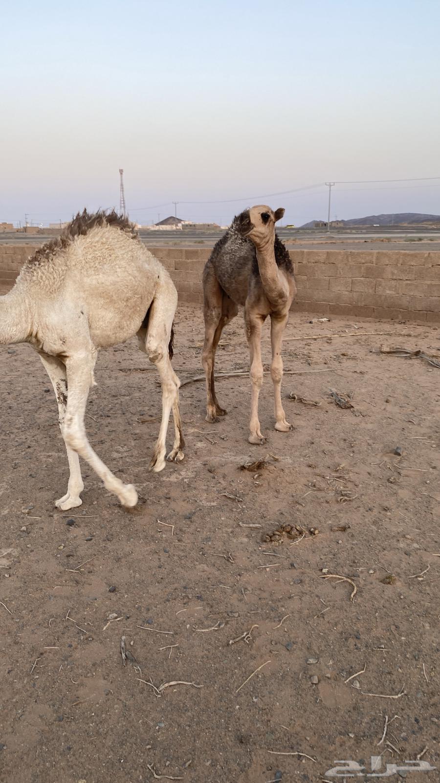 Qa3dan64372550549377110