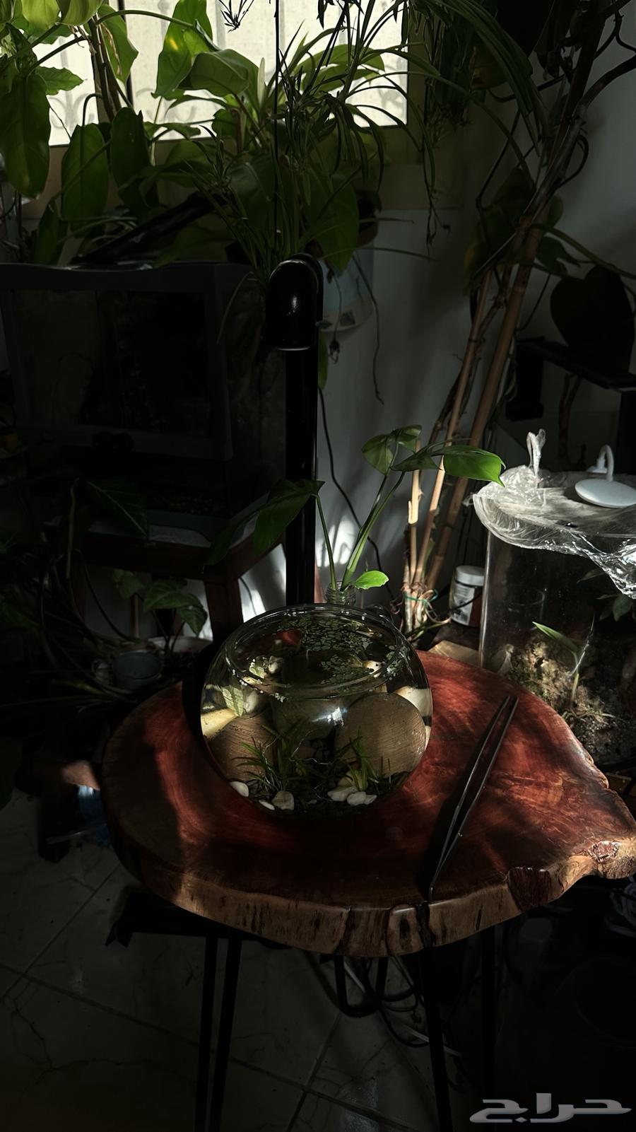 طاوله خشب طبيعيه مع حوض سمك مزروع64370612106115113