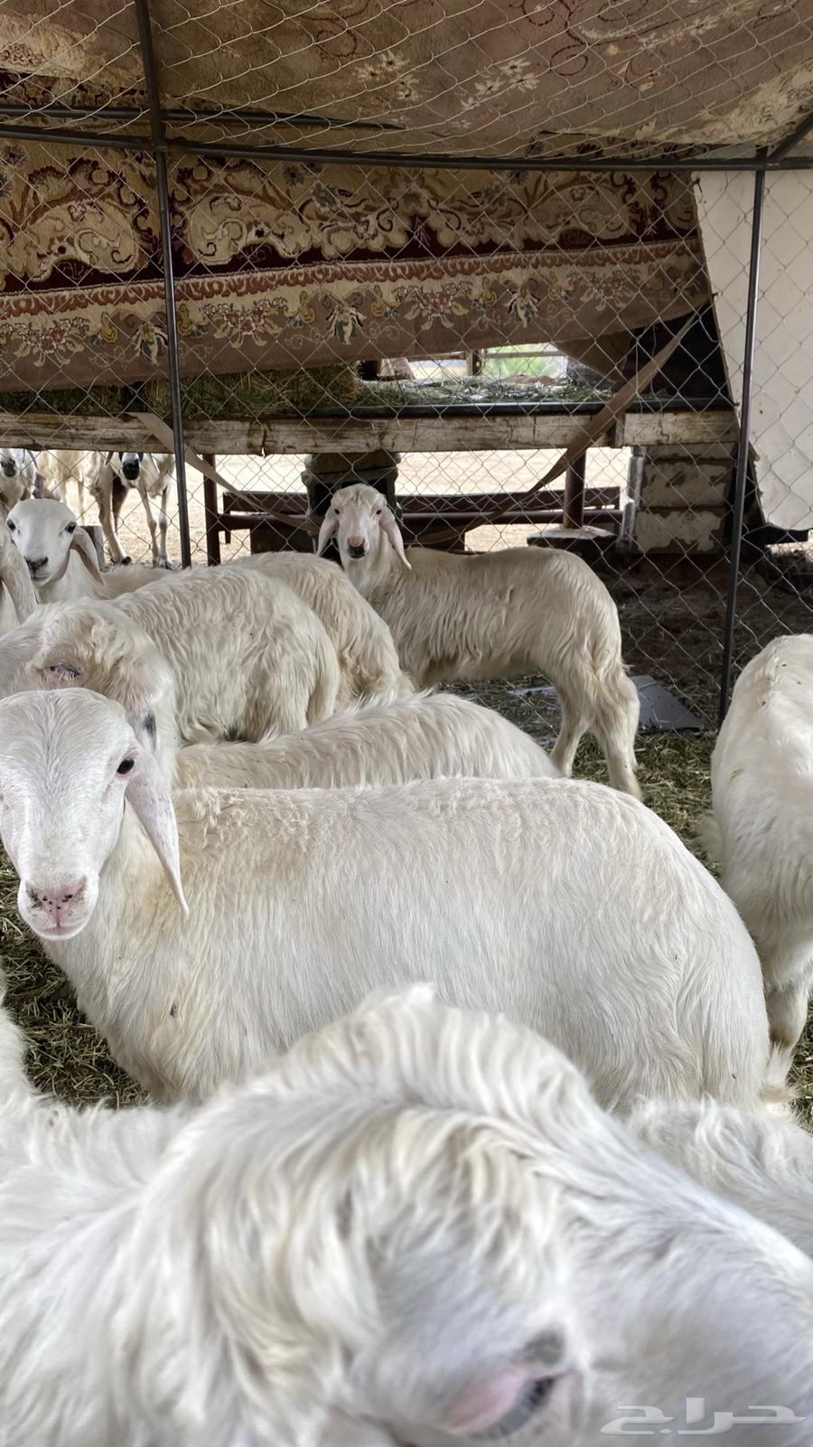 خرفان ورخال ذبايح لباني64370215232003112