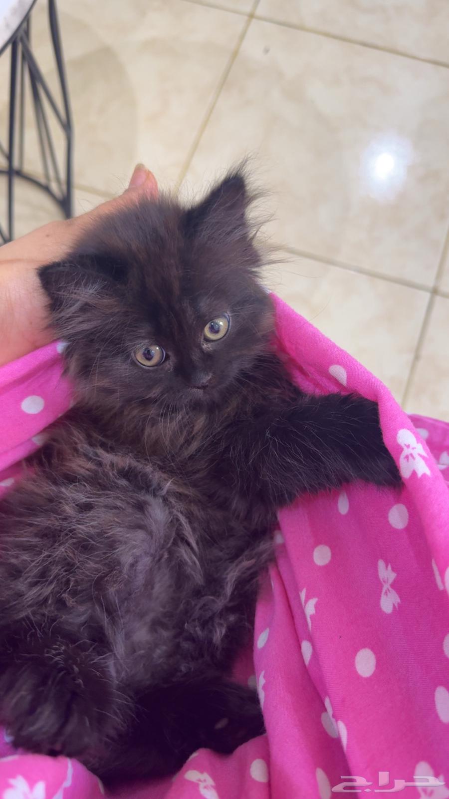 قطط للبيع64374539552387110