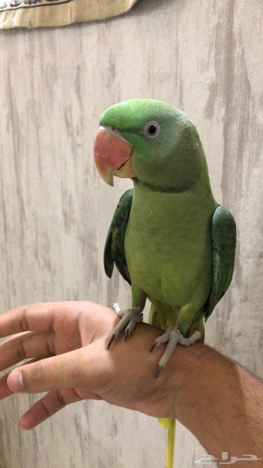 Bird64370986920705113