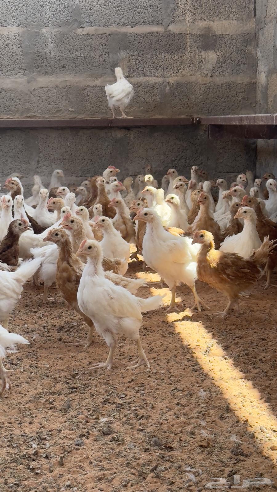 صوص دجاج لوهمان64367055641603110