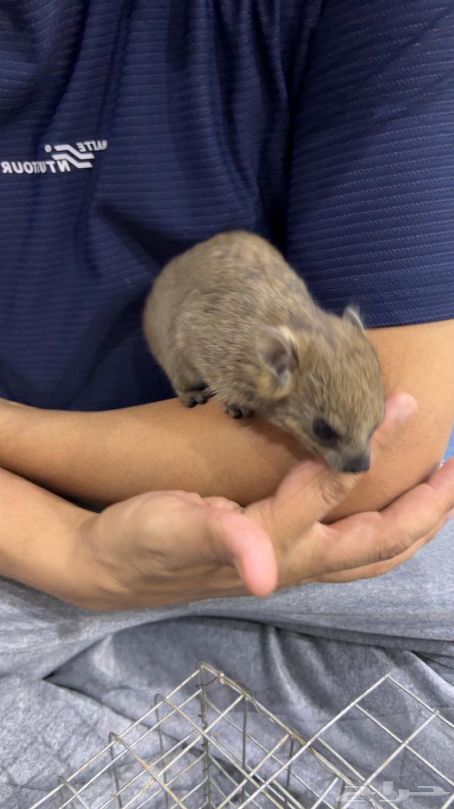 وبرين صغيرة عمرها 4 ايام اليفه64373580562562113