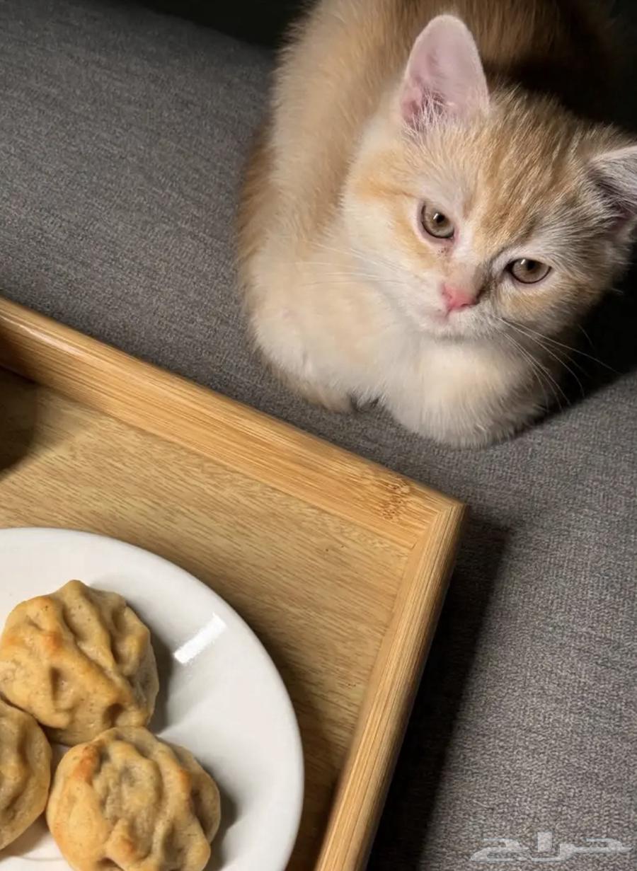 قطط لتبني64371307030147110