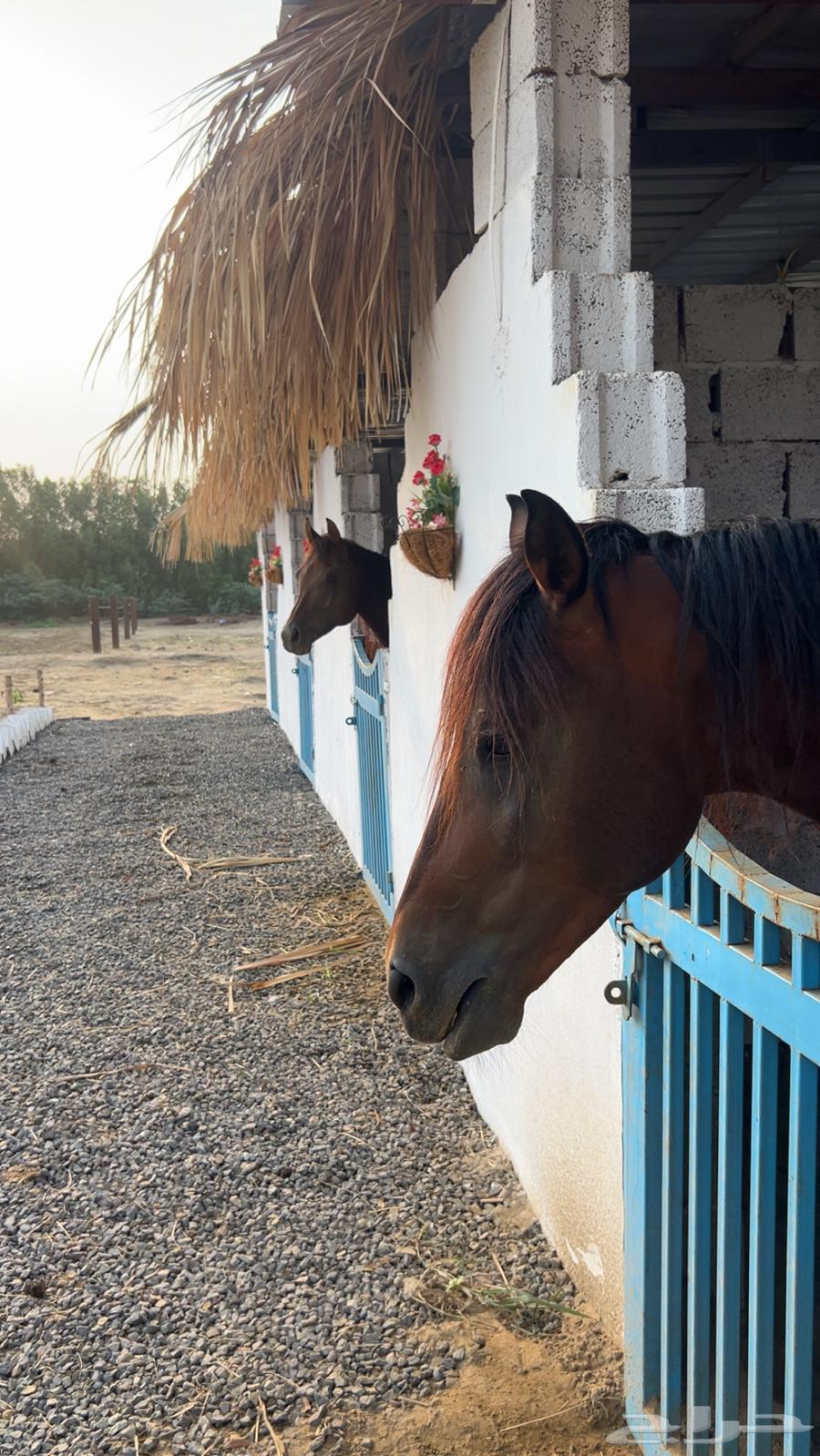 مربط الإعجاب للخيل العربية الأصيلة64365938495873110