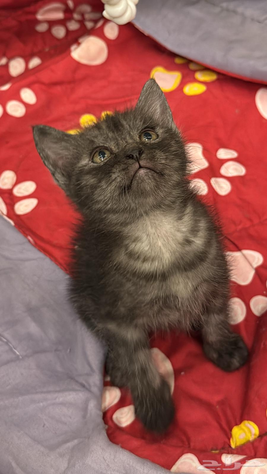 قطط للبيع64372682621698110