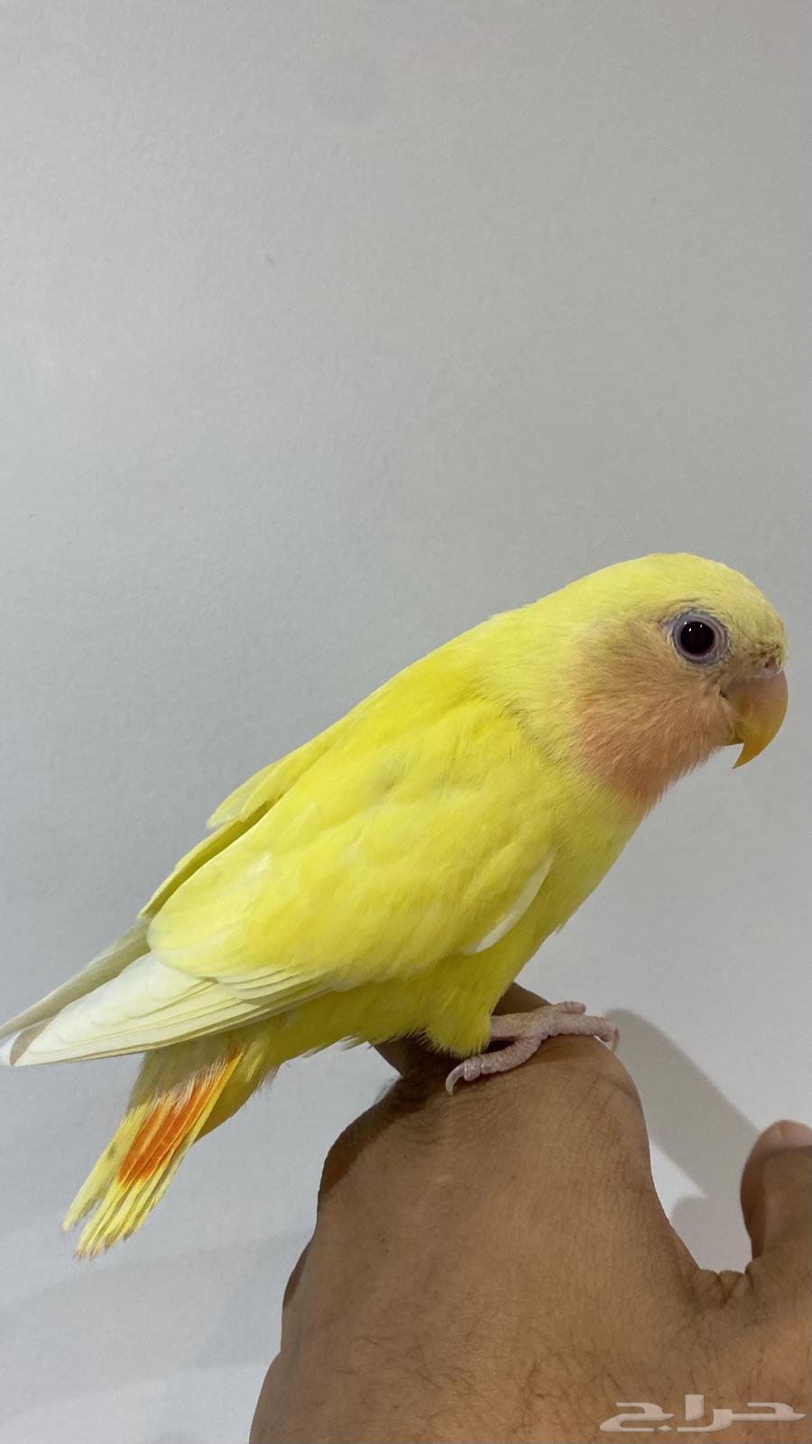 روز اليف لاتينو هدد داخلي للبيع64370957987713113