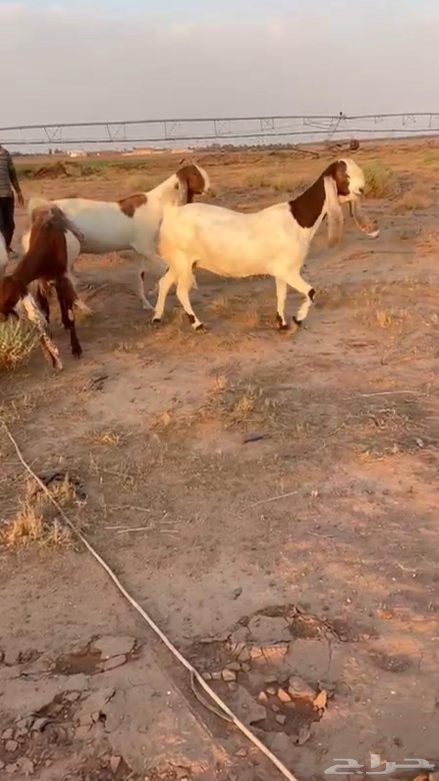 معزاء هولنديات طيبه64365806671746110