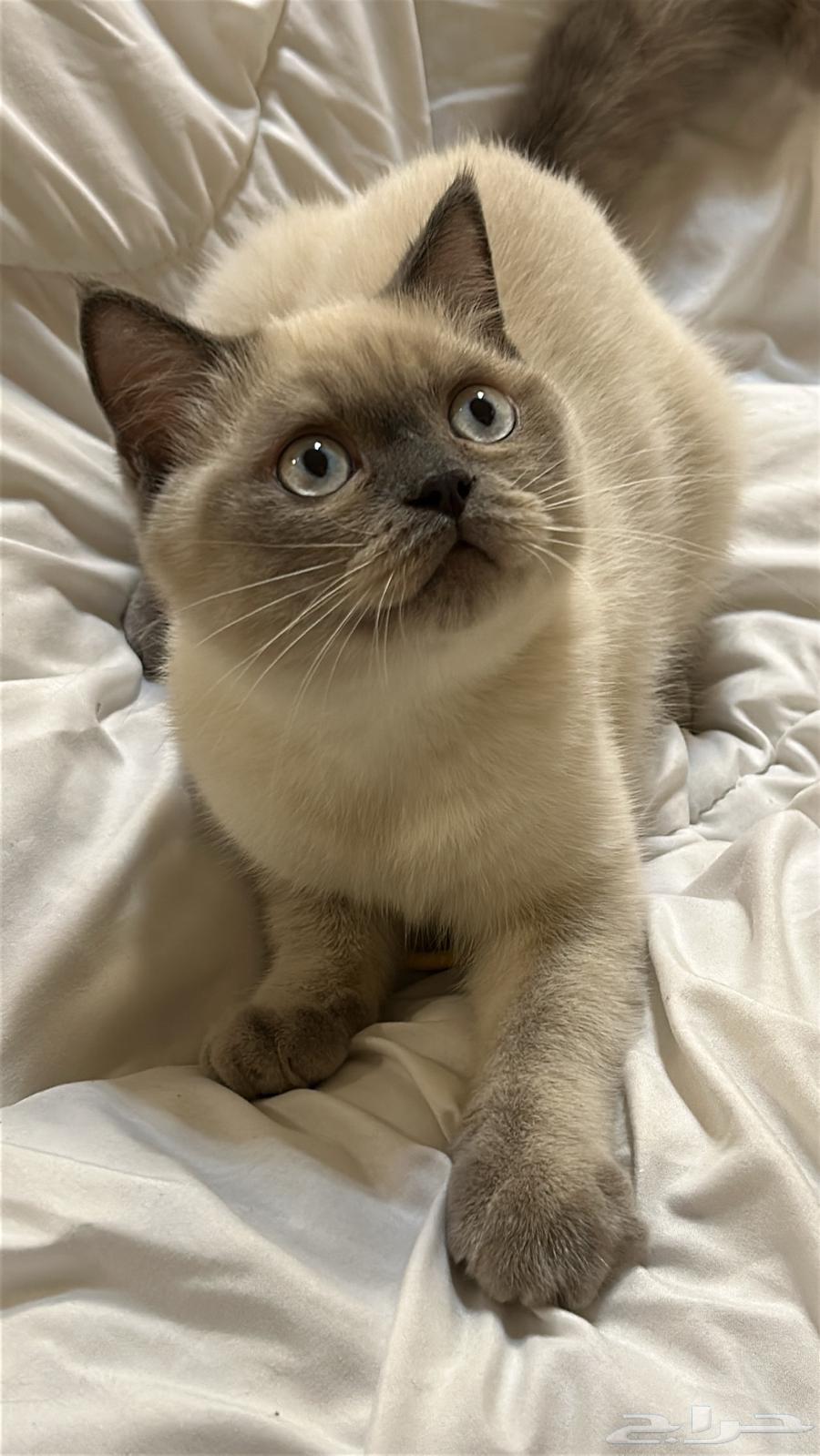 قط للبيع64371701785219110