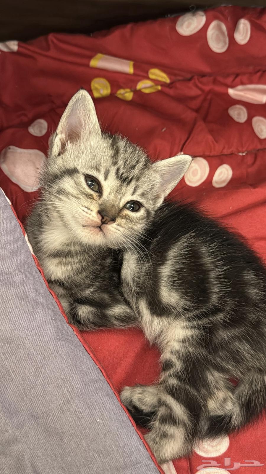 قطط للبيع64372682621698112