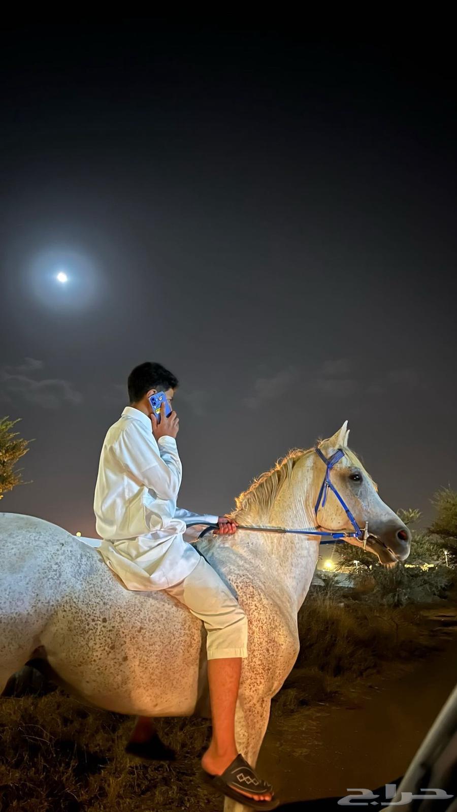 خيل كفو64374524809731110