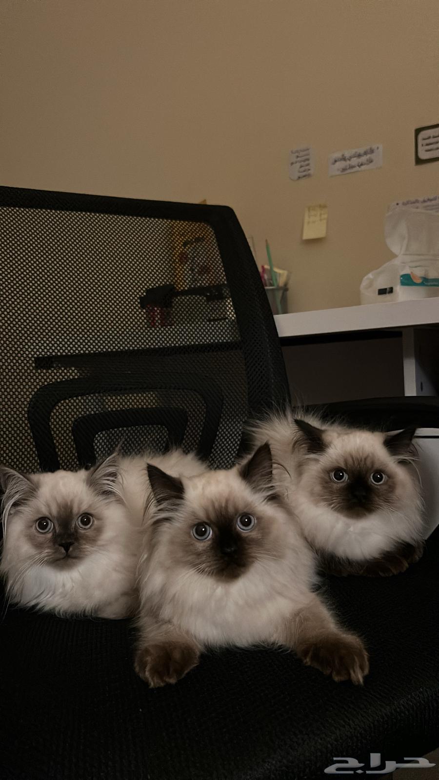 قطط للبيع64372741163521111