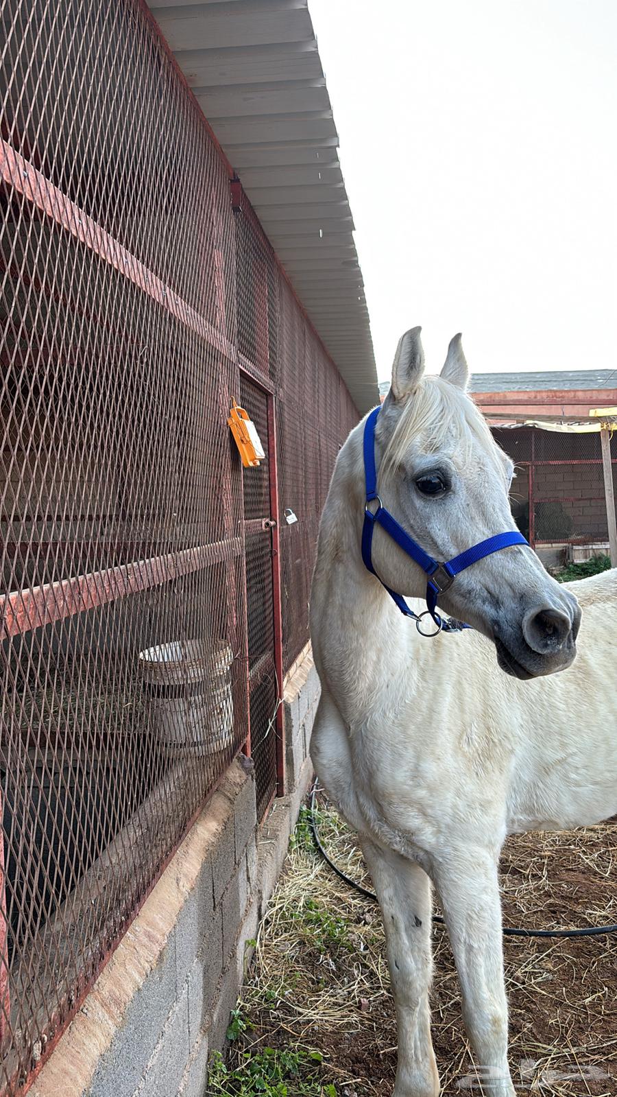 Hello64367916354818114