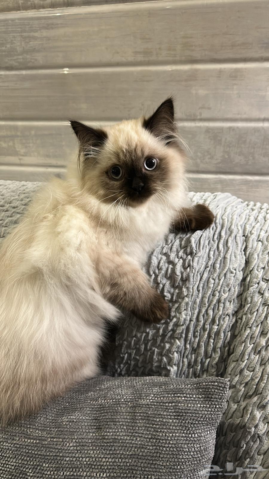 قطط للبيع64372741163521110