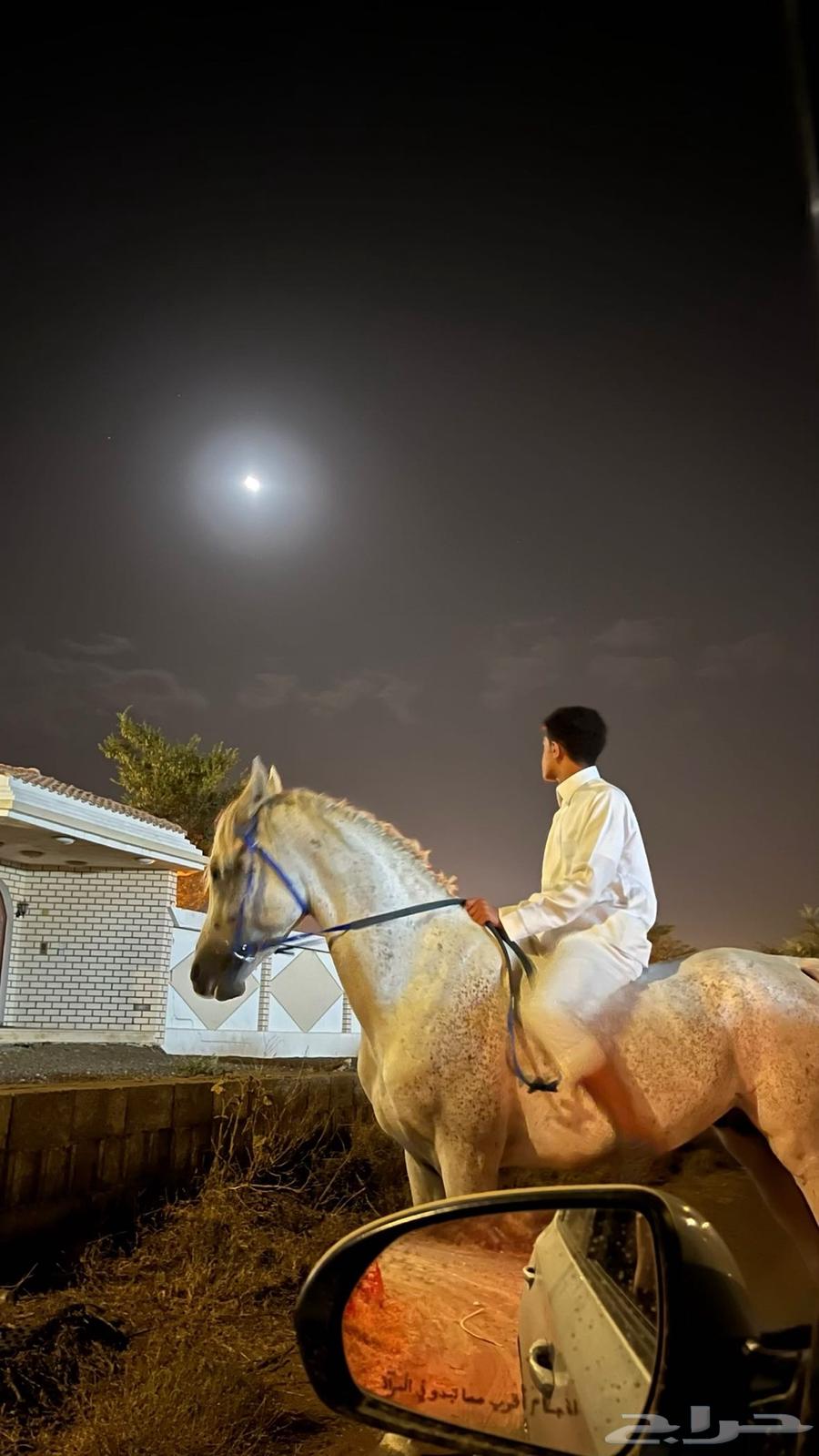 خيل كفو64374524809731111