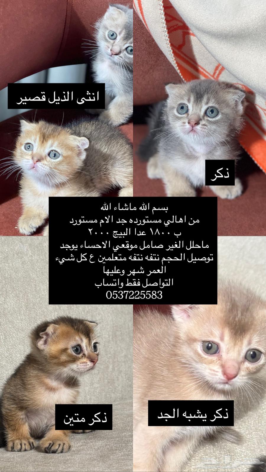 قطط صغيره سكوتش فولد للبيع بافضل الاسعار من اهالي مستورده64374773560194114