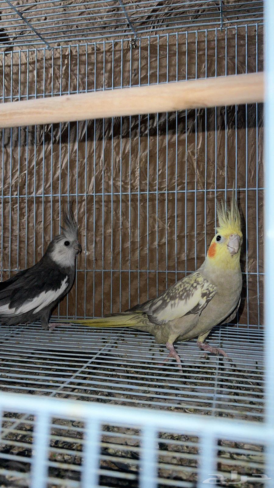 Joz Crowan64370856817795110