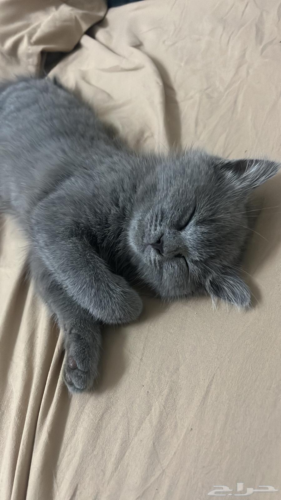 قطه سكوتش للبيع64375798390915110