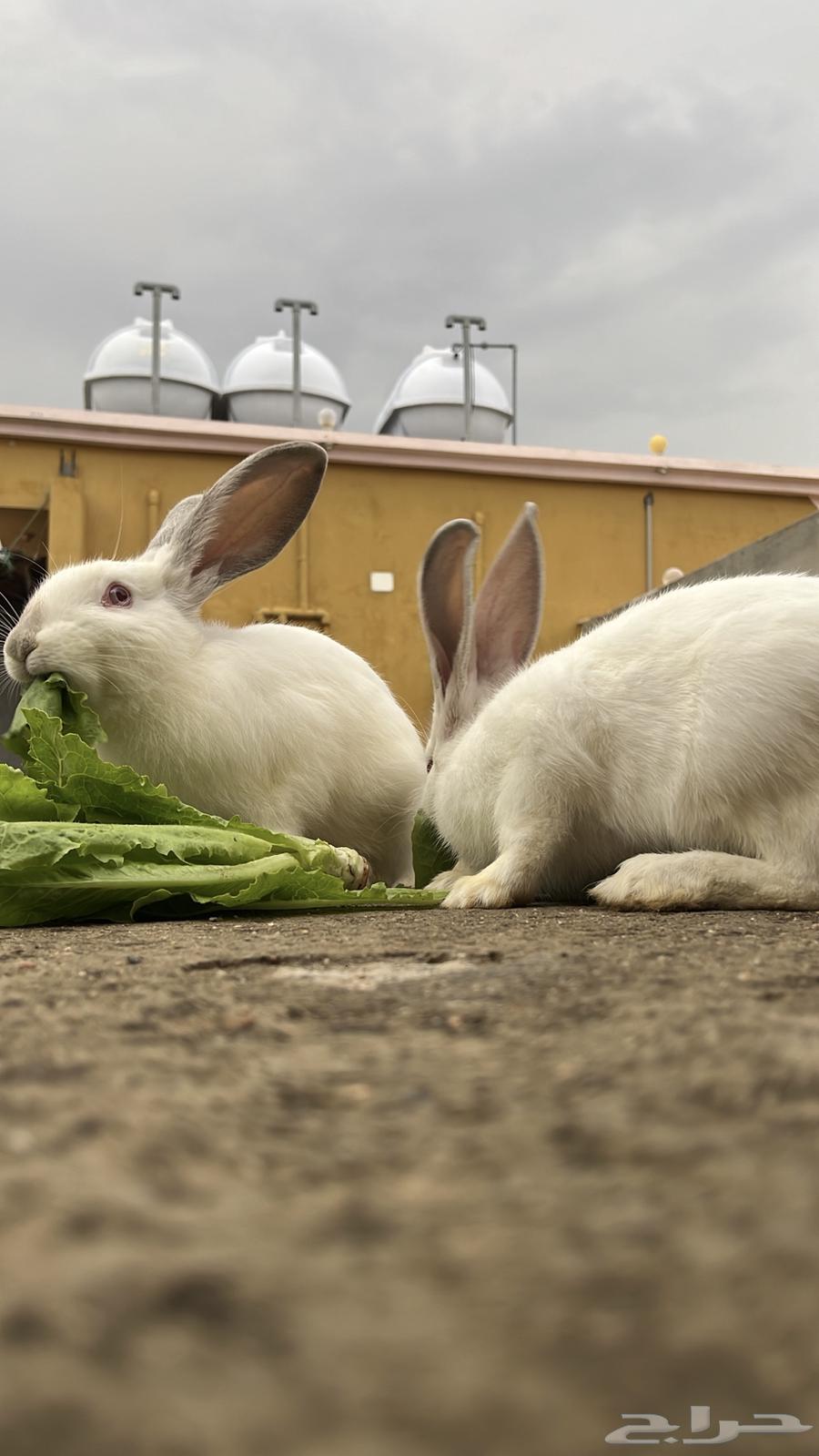 ارانب للبيع السبب   سفرر64372463361538111