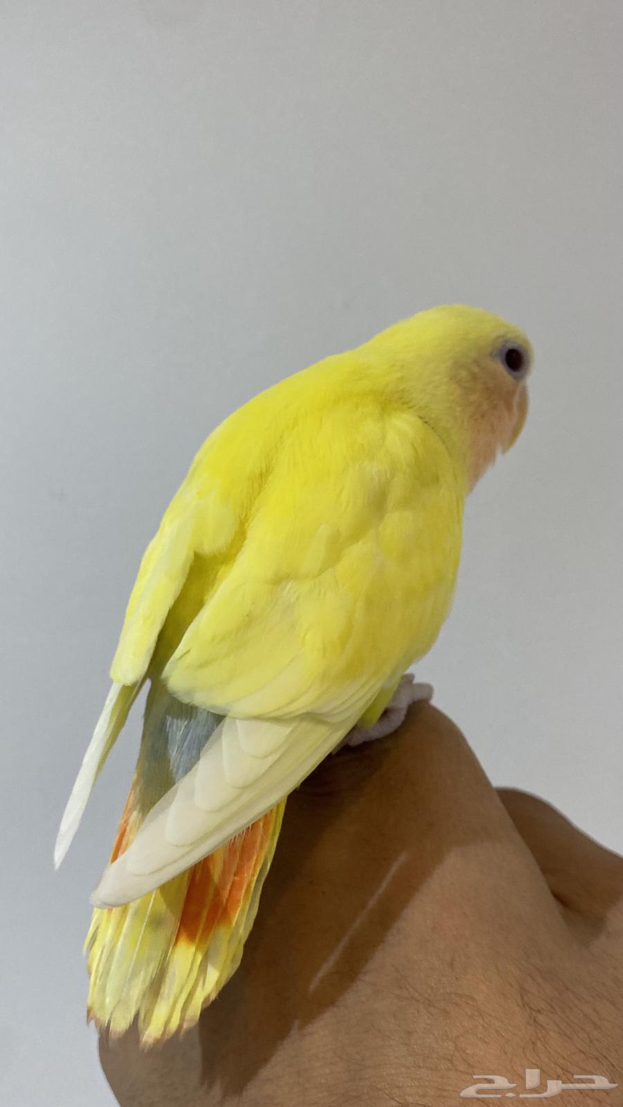 روز اليف لاتينو هدد داخلي للبيع64370957987713112