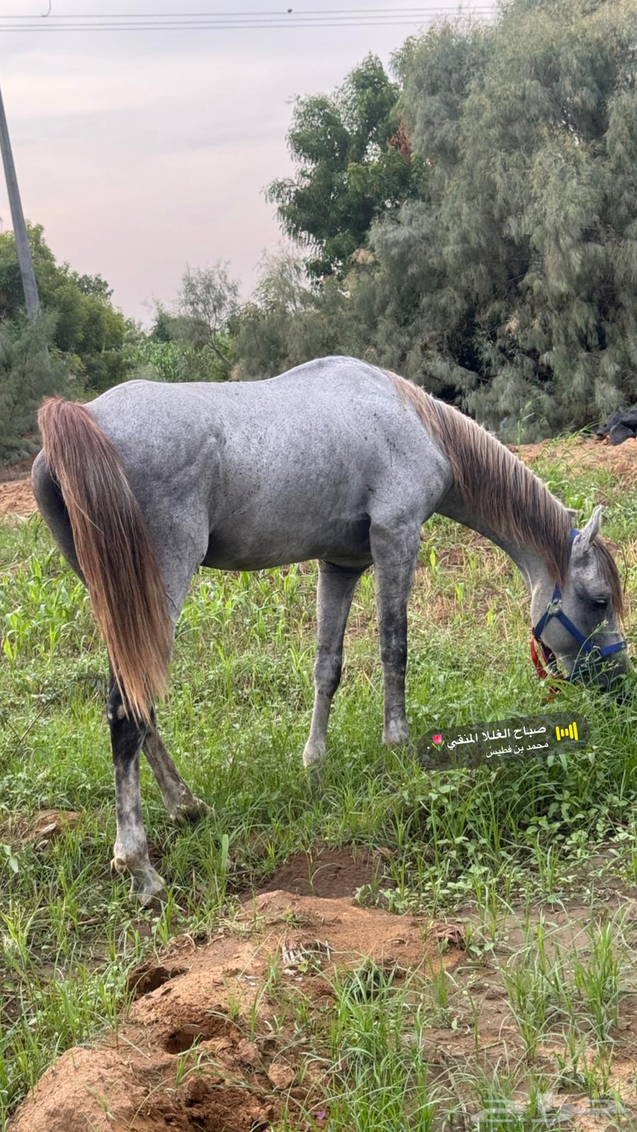 Good and conditioned horse, condition applies64367508246913112