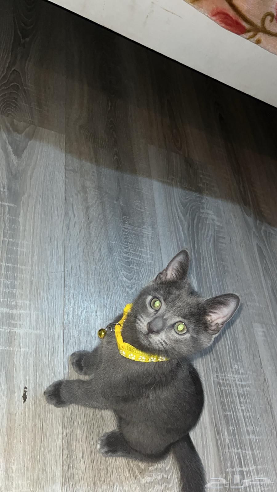 قط russian blueللبيع64367508270466112