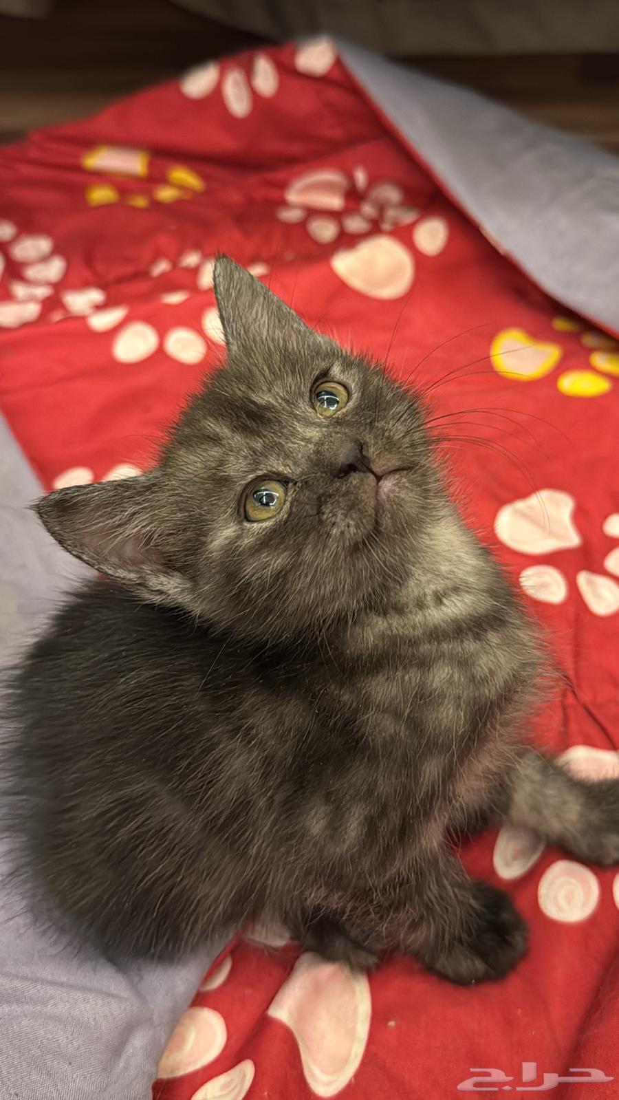 قطط للبيع64372682621698111