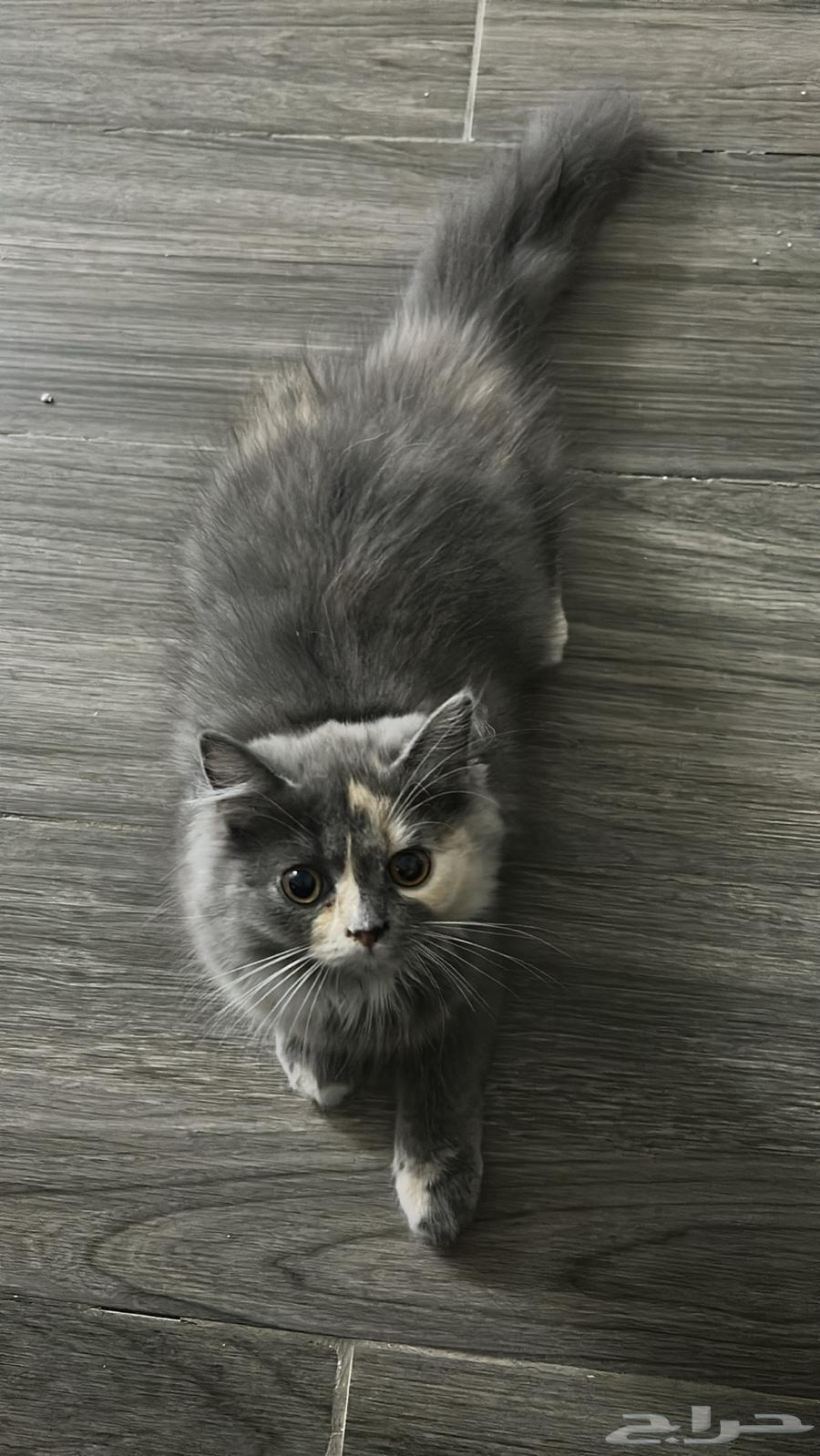 قط للبيع64371701785219111