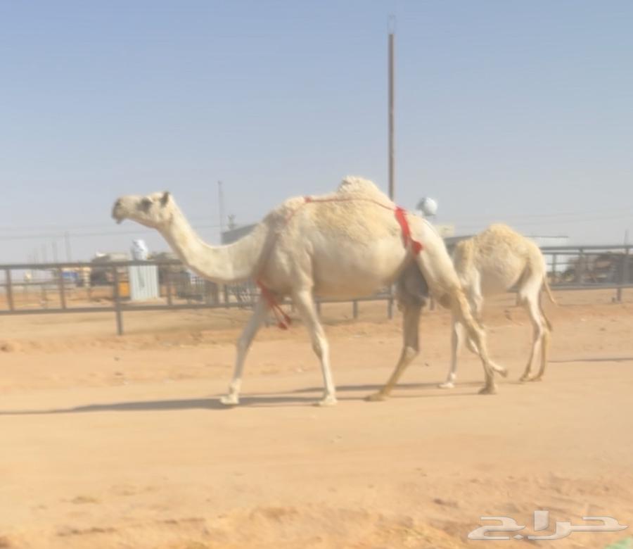 للبيع عشرا وضحا64368601393537111