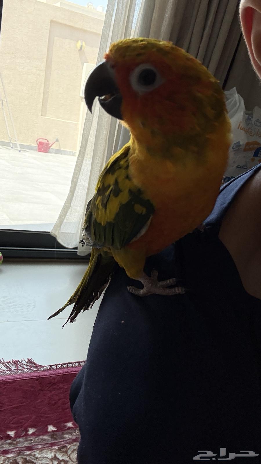 صن كنيور64366307887362112