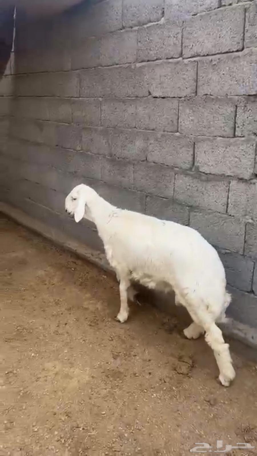 خروف كفو كفو شرط نظافه ولحم64372038157698111