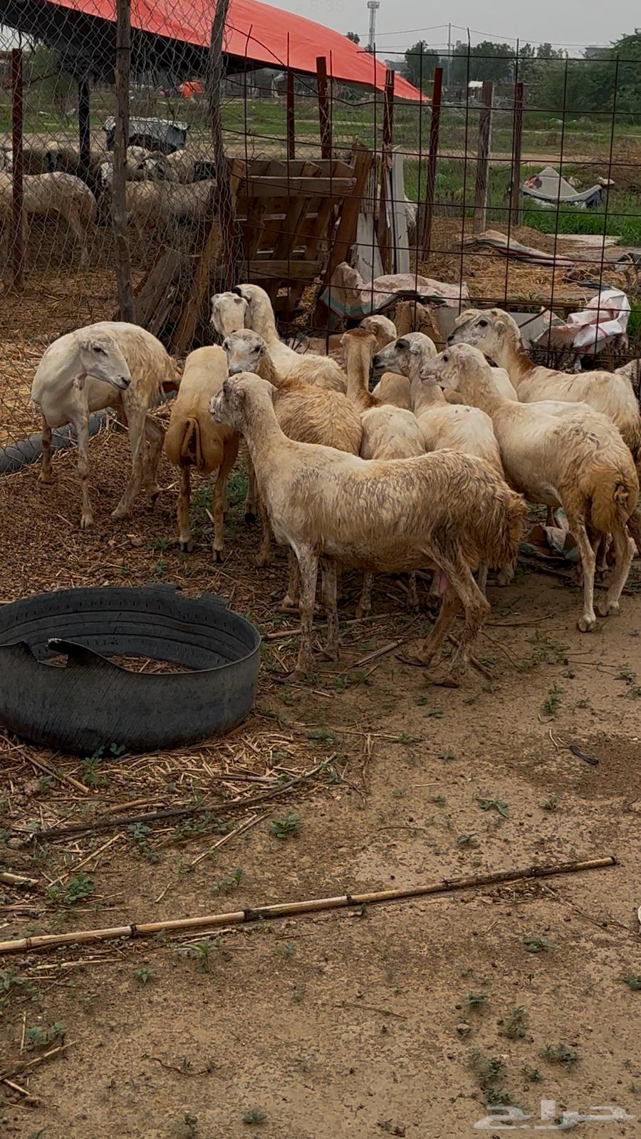 رخال رفيديات دفيع64371906030339112