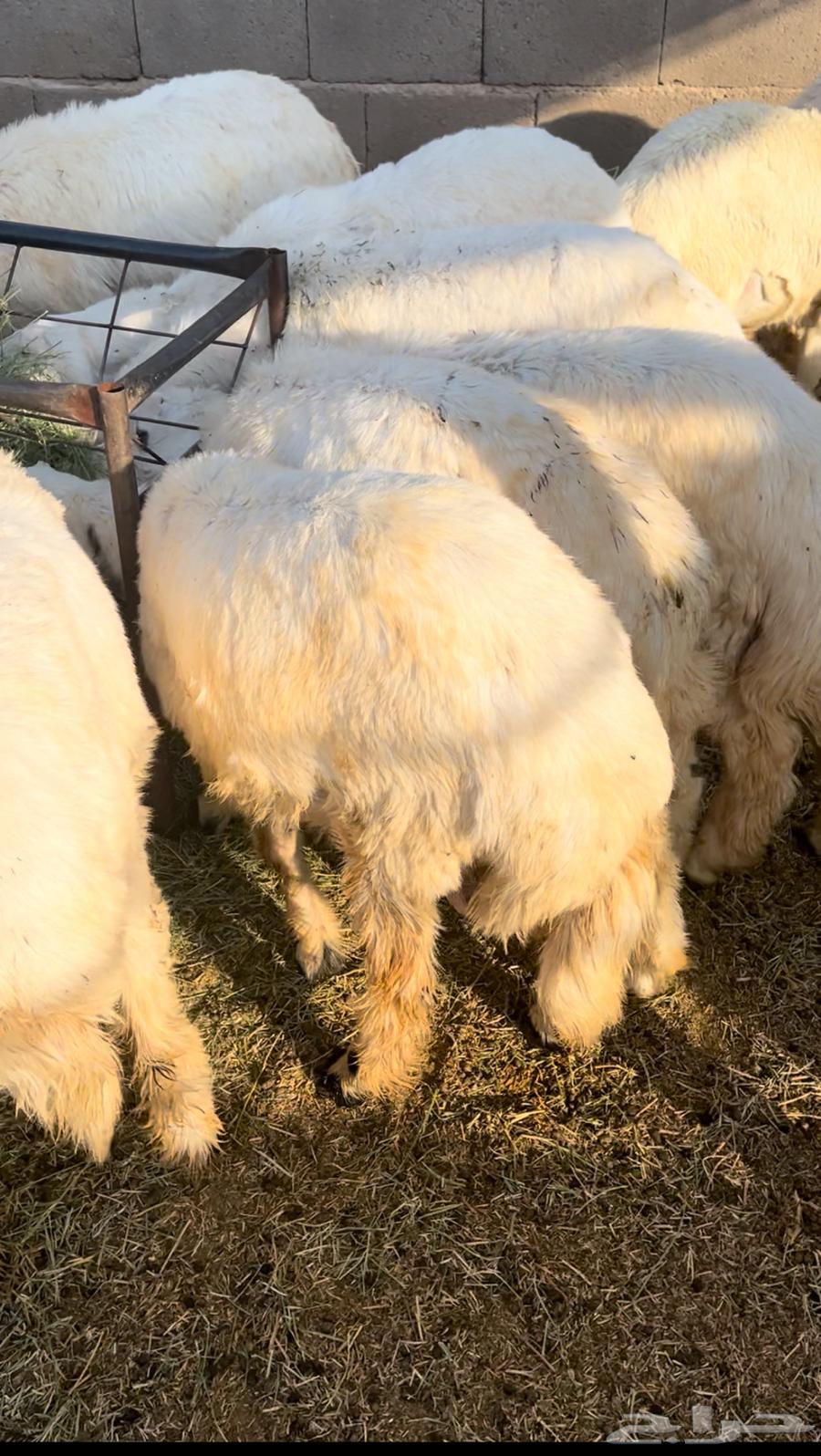 Slaughters - Lambs - Goats - Slaughter and Delivery - 1050 - 1350 -64367537342979112