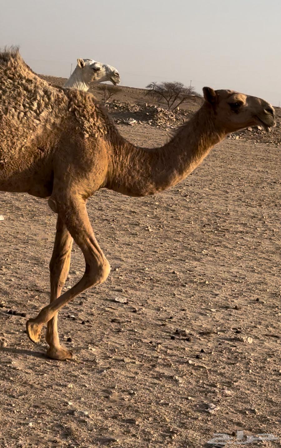 بكره عونيه طيبه عمرها 9 اشهور64374920083073110