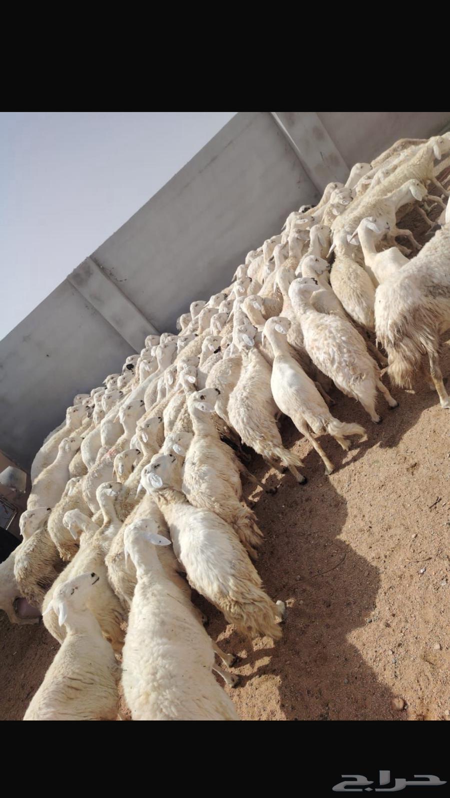 Free-range sheep breed64365703457667110