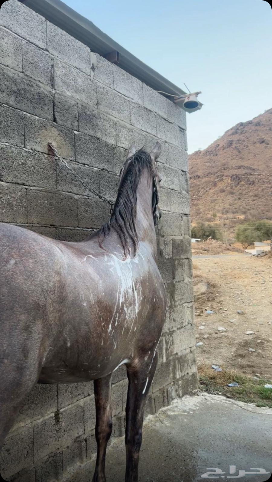 حصان شعبي64374978978561112